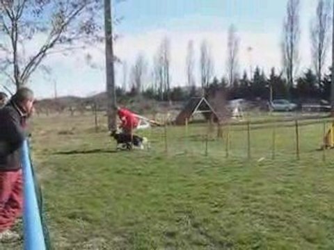 Booba border agility concours livron