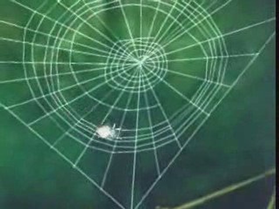 Spider Dance