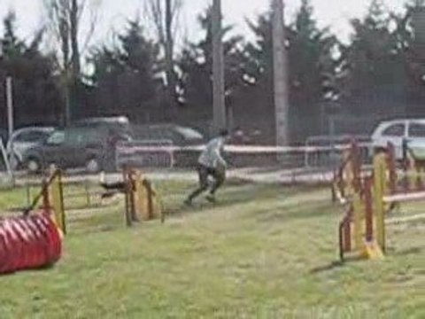 Eclair et deux borders agility livron