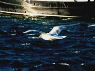 S'évader dans la rade