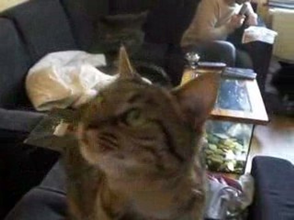 Féline