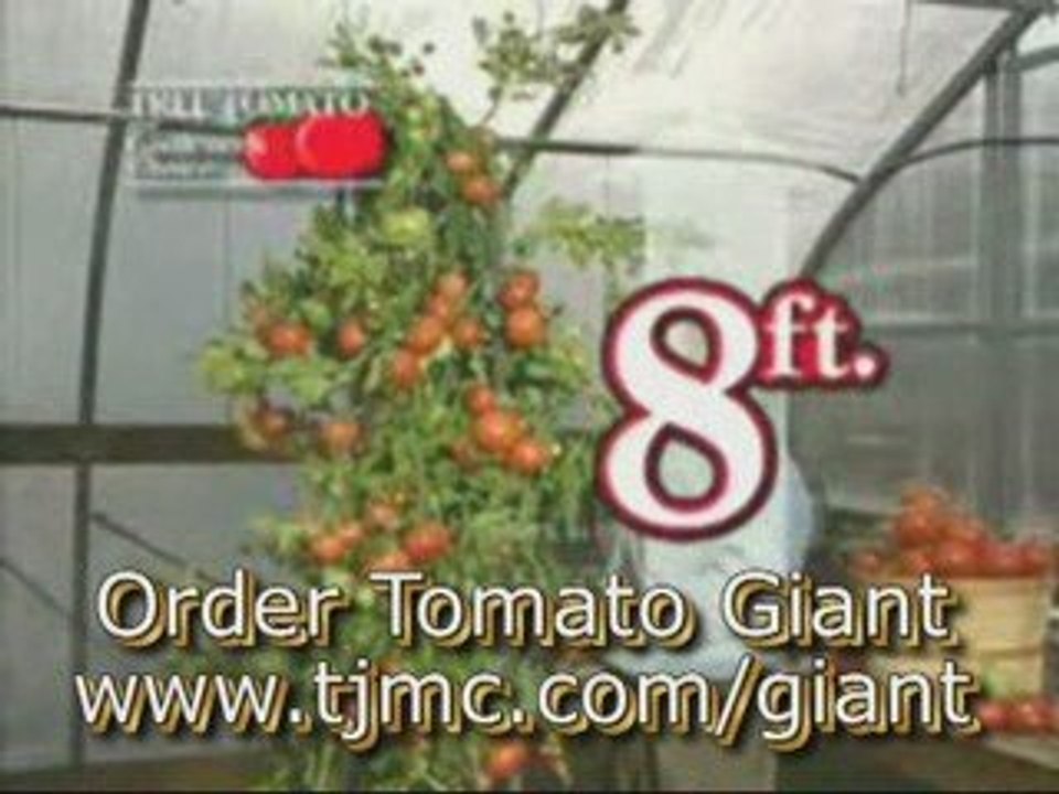 Grow Giant Tomatoes, Delicious Super Size Tomatoes