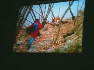 Lassie part 1 - cats out of the bag