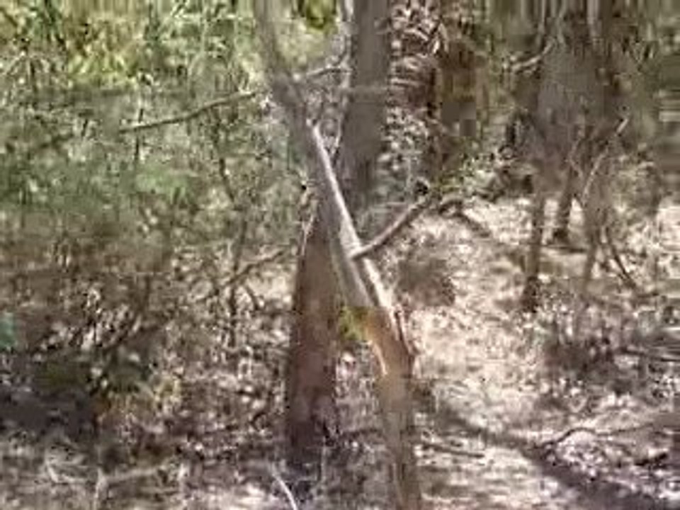 jumping kangaroo