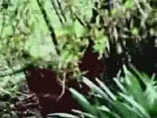 TTW vid w nick and garth