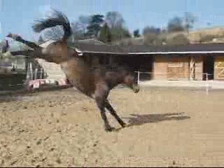 Hermès en liberté!!!