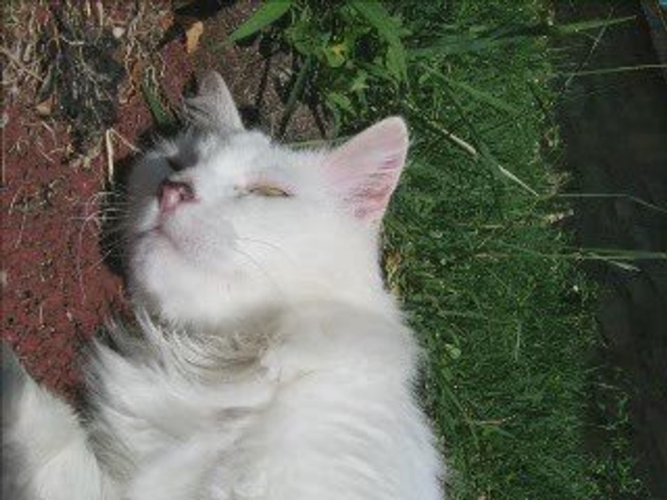 Hommage au chat blanc ( Pour Vivien)