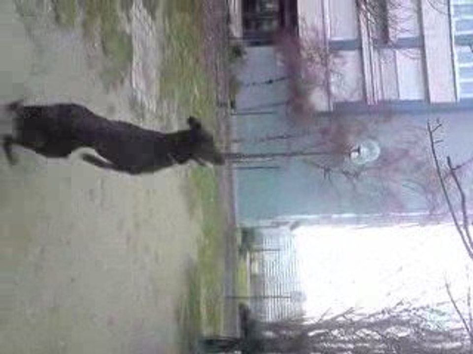 Saut Chien Bas-Rouges