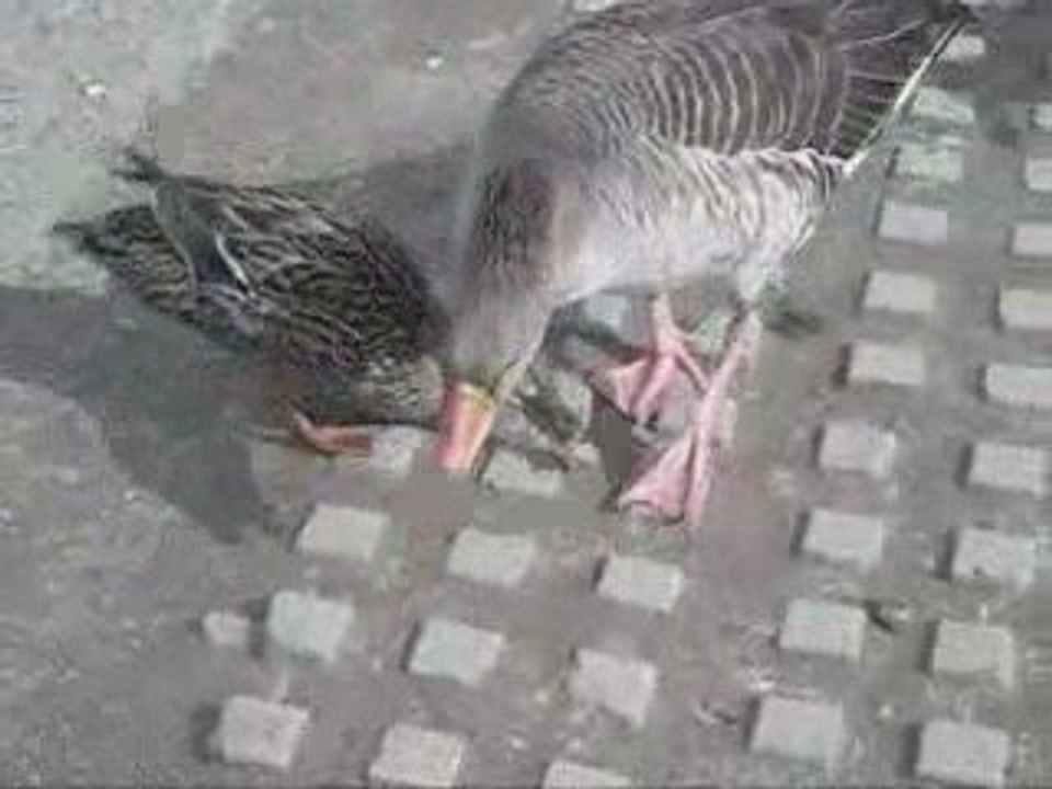 Wasservoegel an der Donau