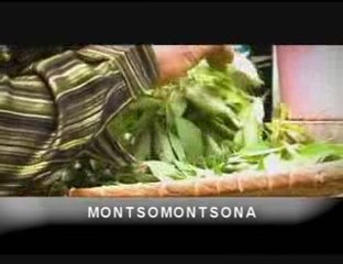 Delphin:  pecto araiky - gasy