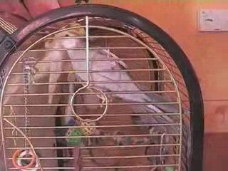 VIDEO ELIOT ET MARCO AVRIL 2007