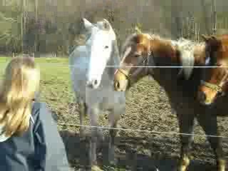 Les poulains