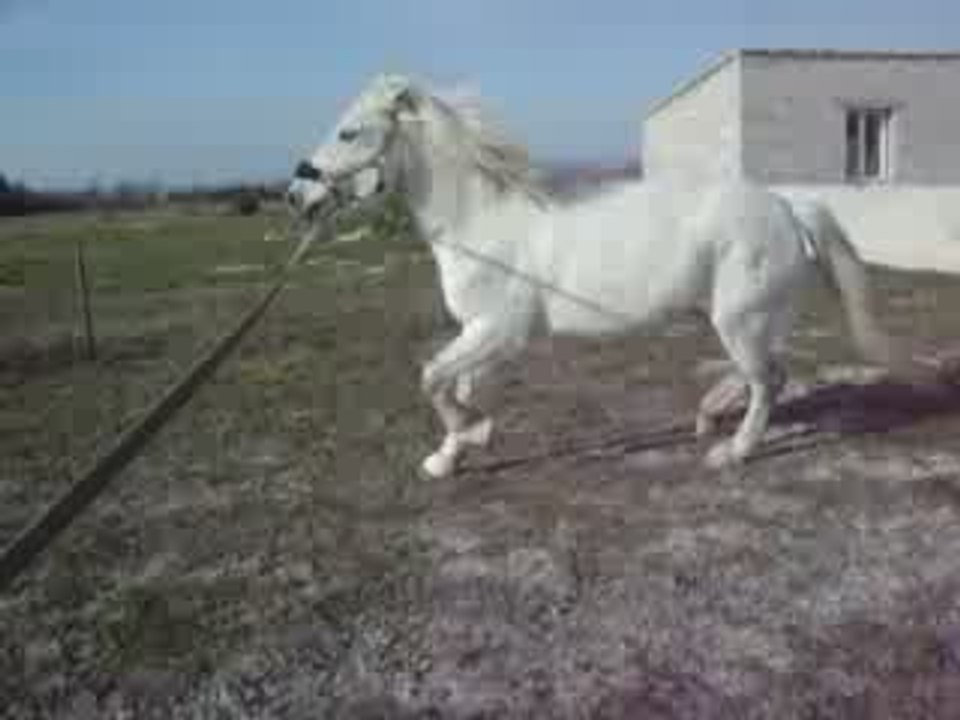 Loustic longe et Réglisse 006