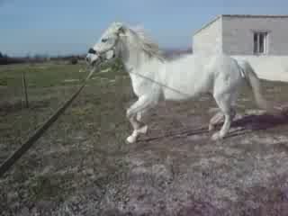 Loustic longe et Réglisse 006