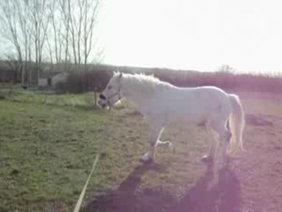 Loustic longe et Réglisse 007
