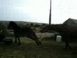 kracotte la plus aimable de toutes les juments pleines :D