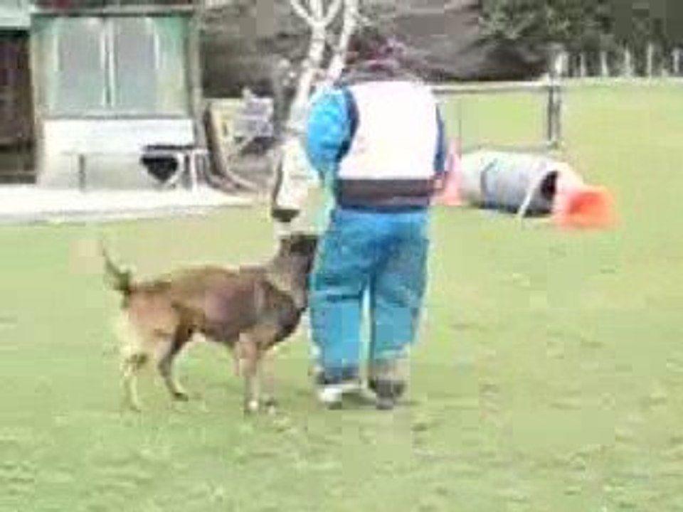 CCF Club Canin Forezien 2009. Ulk du Jardin du Malézy