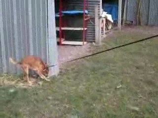 Rex (sans Upsie) Refuge d'Aunay