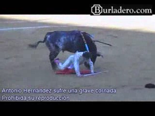 Antonio Hernández sufre una grave cornada en Valencia