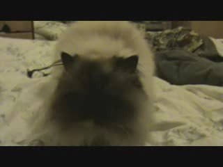 Ma grosse chatte et moi