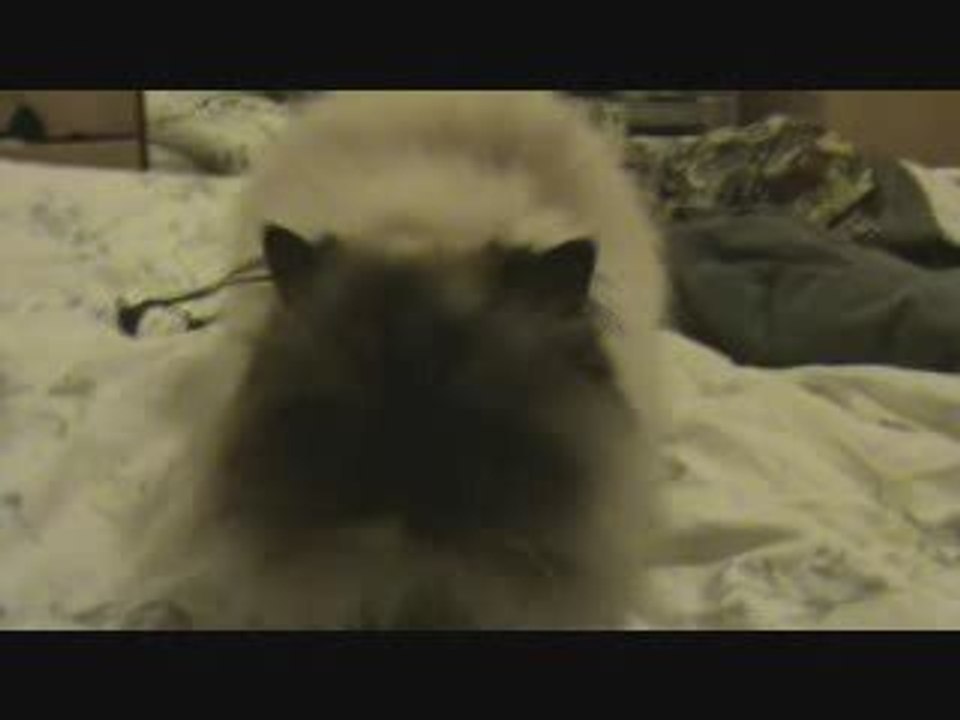 Ma grosse chatte et moi