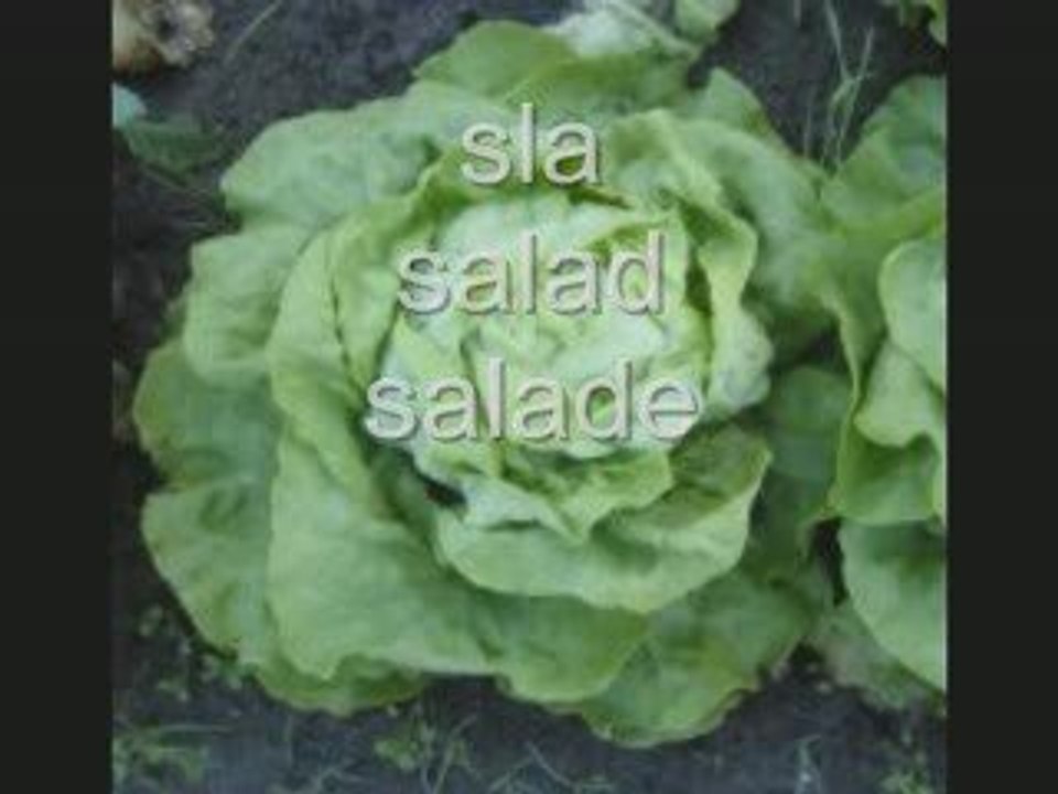 Nederlands - learn Dutch language vocabulary - vegetable