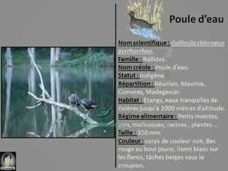 Poule d'eau et héron vert