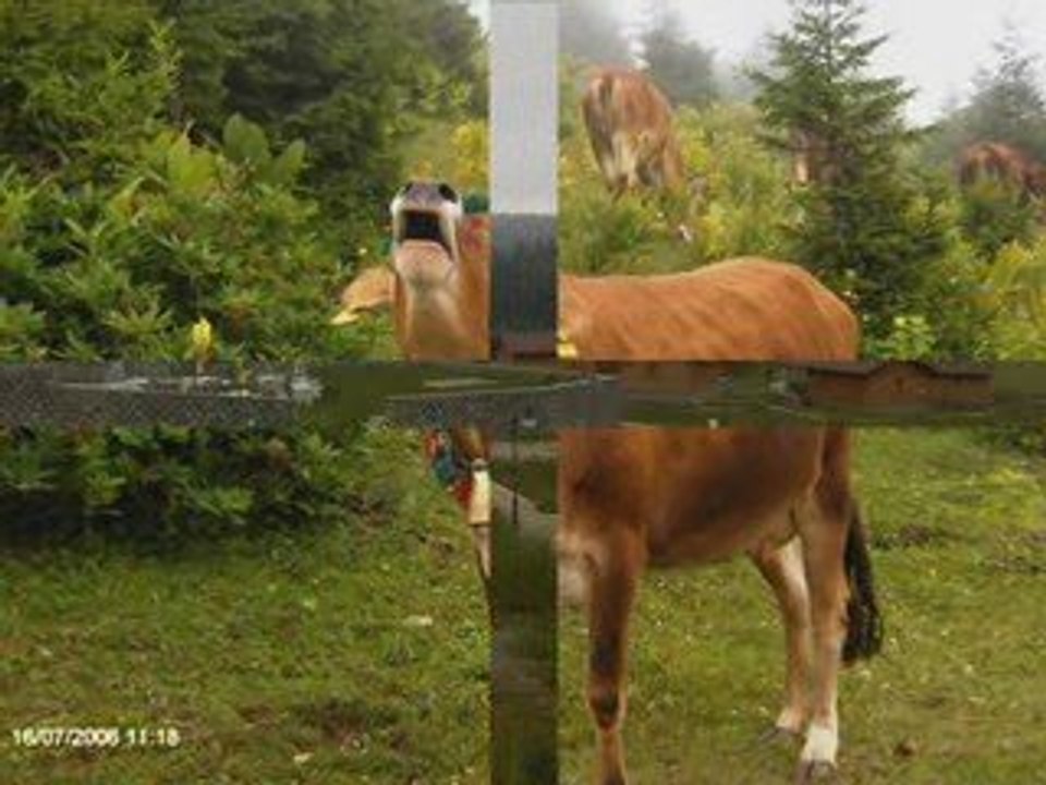 KAYABASI ISIKLAR AKCAABAT TRABZON