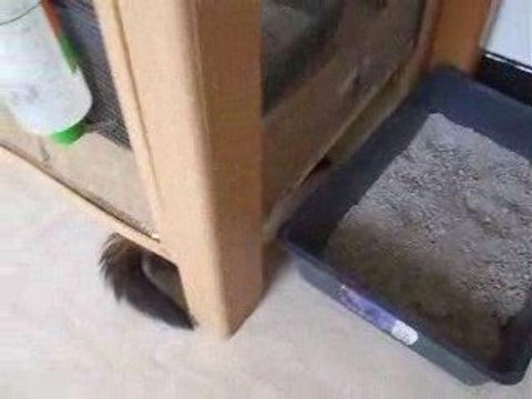 romeo furet association les furets de la deuxieme chance