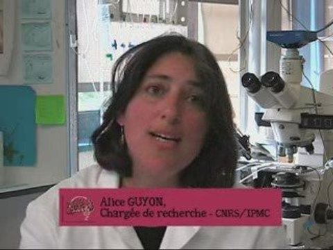 Semaine du cerveau 2009 - CNRS/IPMC Sophia Antipolis