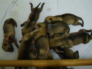 chiots chien loup tchèque de Gabina et Hadès