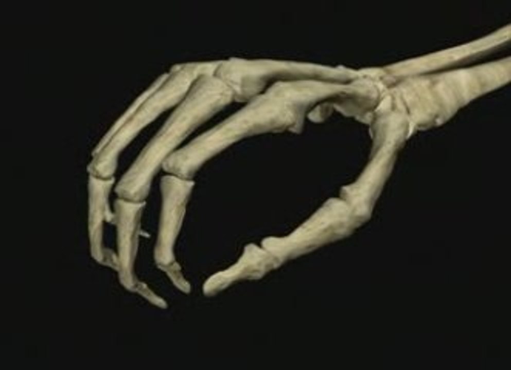 Cerebro manipulativo: Evolucion de la mano