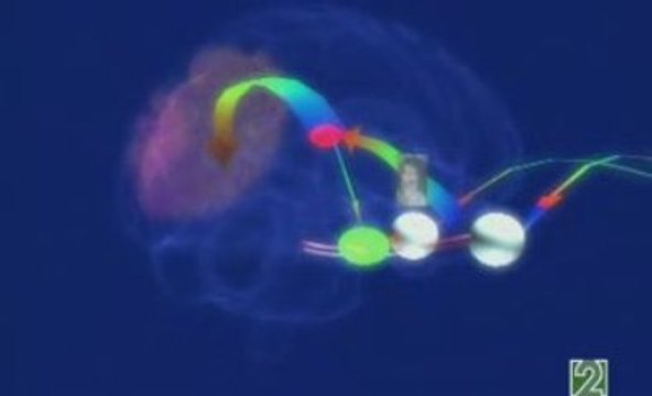 Cerebro y emociones: Memoria emocional