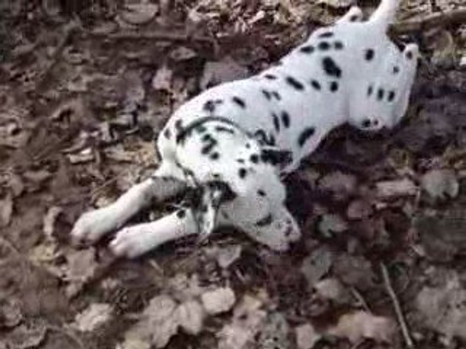 diva et tony en foret