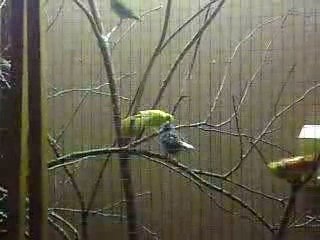 canari avec son jeune