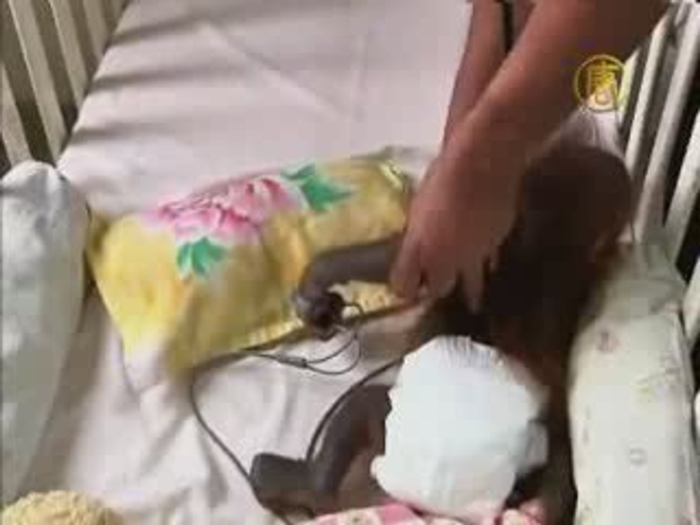 ⁣Conservation Program for Endangered Orangutans