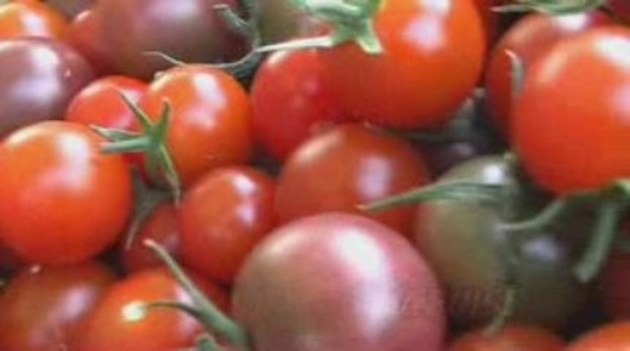 Tomate mécanique (Lot)