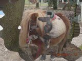 vidéo de marie.b sur les poneys shetland de boisemont