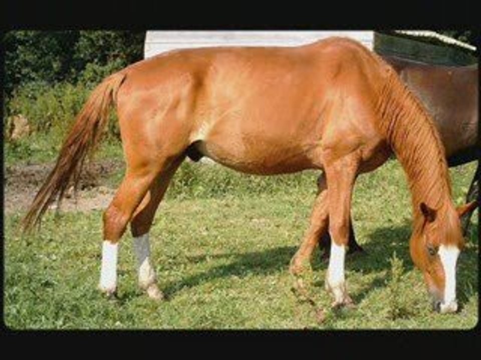 Equitation
