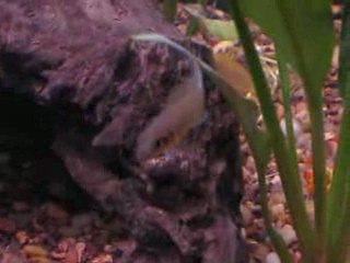 Brichardi (Neolamprologus brichardi)
