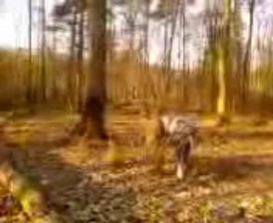 Vidéo