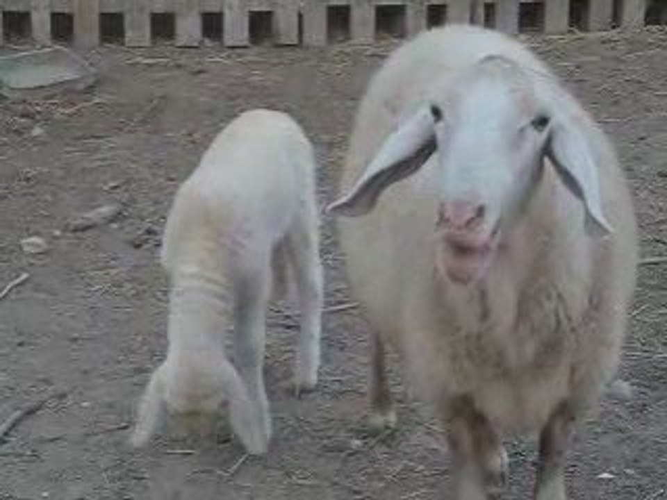 Matteo et les moutons
