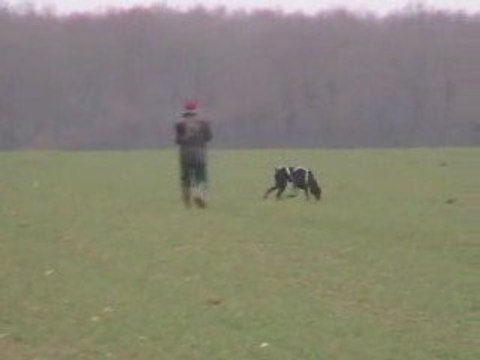 Viva Maria - Concours RCI à Roinville le 07/03/09, pistage (97/100)