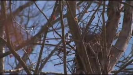 Early Spring in my Fort Mill, SC backyard