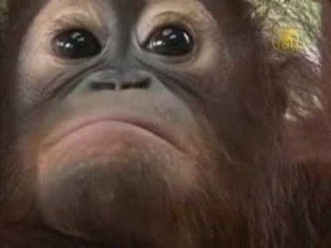 Conservation Program for Endangered Orangutans