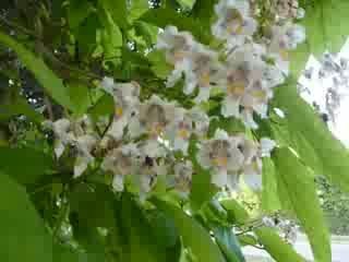 Piękny kwiat platanu