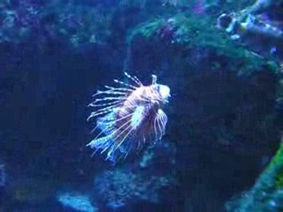 Aquarium Saint Gilles les Bains Réunion