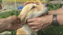 Holly dog