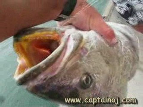 Les gros maigres 2008 avec Cap'tain OJ