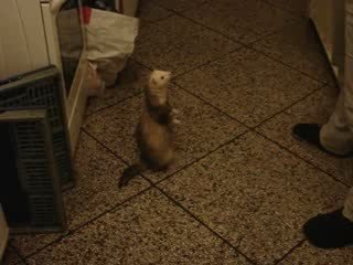 10-03-09 Bo gosse Vyrus